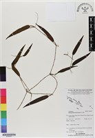 登錄號:BS06857藏品圖，第1張