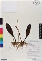 登錄號:BS06858藏品圖，第1張