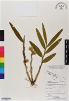 登錄號:BS06859藏品圖，第1張
