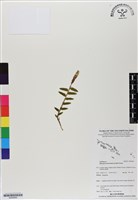 登錄號:BS06860藏品圖，第1張