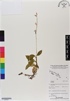 登錄號:BS06861藏品圖，第1張
