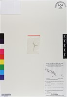 登錄號:BS06862藏品圖，第1張