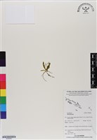 登錄號:BS06863藏品圖，第1張