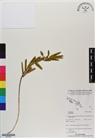 登錄號:BS06864藏品圖，第1張