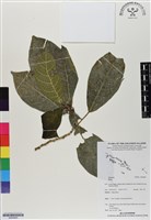 登錄號:BS06865藏品圖，第1張