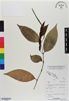 登錄號:BS06866藏品圖，第1張