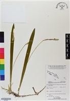 登錄號:BS06867藏品圖，第1張