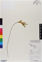 登錄號:BS06868藏品圖，第1張