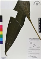 登錄號:BS06869藏品圖，第1張