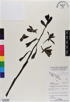 登錄號:BS06869藏品圖，第2張
