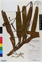登錄號:BS06871藏品圖，第1張