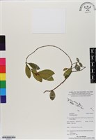 登錄號:BS06872藏品圖，第1張