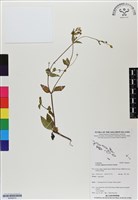 沼生金鈕扣藏品圖，第1張