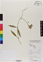 登錄號:BS06875藏品圖，第1張