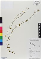 登錄號:BS06876藏品圖，第1張