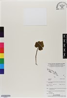 登錄號:BS06877藏品圖，第1張