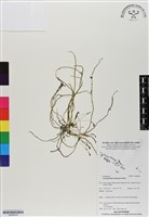 登錄號:BS06878藏品圖，第1張