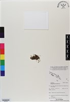 登錄號:BS06879藏品圖，第1張