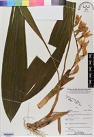 登錄號:BS06880藏品圖，第1張