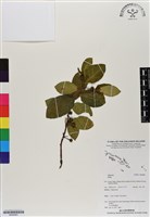 登錄號:BS06881藏品圖，第1張