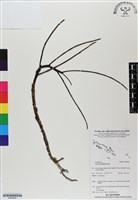 登錄號:BS06882藏品圖，第1張