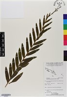 登錄號:BS06883藏品圖，第1張