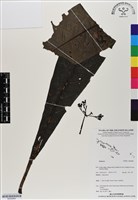 登錄號:BS06885藏品圖，第1張