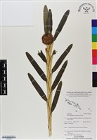 登錄號:BS06886藏品圖，第1張