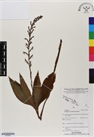 登錄號:BS06887藏品圖，第1張