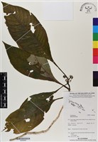 登錄號:BS06888藏品圖，第1張
