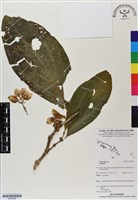 登錄號:BS06889藏品圖，第1張