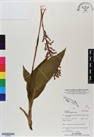 登錄號:BS06890藏品圖，第1張