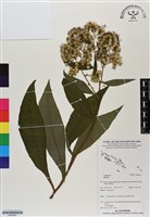 登錄號:BS06891藏品圖，第1張