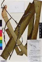 登錄號:BS06892藏品圖，第1張