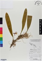 登錄號:BS06893藏品圖，第1張