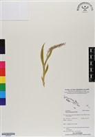 登錄號:BS06894藏品圖，第1張