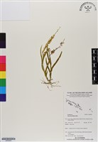 登錄號:BS06895藏品圖，第1張
