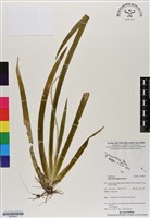 登錄號:BS06897藏品圖，第1張