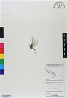 登錄號:BS06898藏品圖，第1張