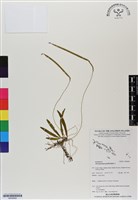 登錄號:BS06899藏品圖，第1張