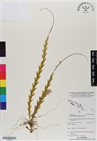 登錄號:BS06900藏品圖，第1張