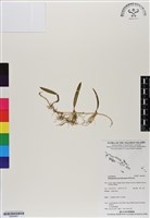 登錄號:BS06901藏品圖，第1張