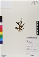 登錄號:BS06902藏品圖，第1張