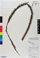 登錄號:BS06904藏品圖，第1張