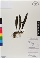 登錄號:BS06905藏品圖，第1張