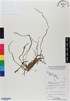 登錄號:BS06906藏品圖，第1張