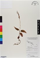 潤葉細筆蘭藏品圖，第1張