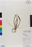 登錄號:BS06908藏品圖，第1張