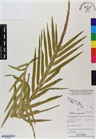 登錄號:BS06909藏品圖，第1張