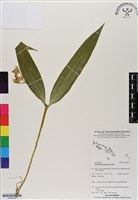 登錄號:BS06910藏品圖，第1張